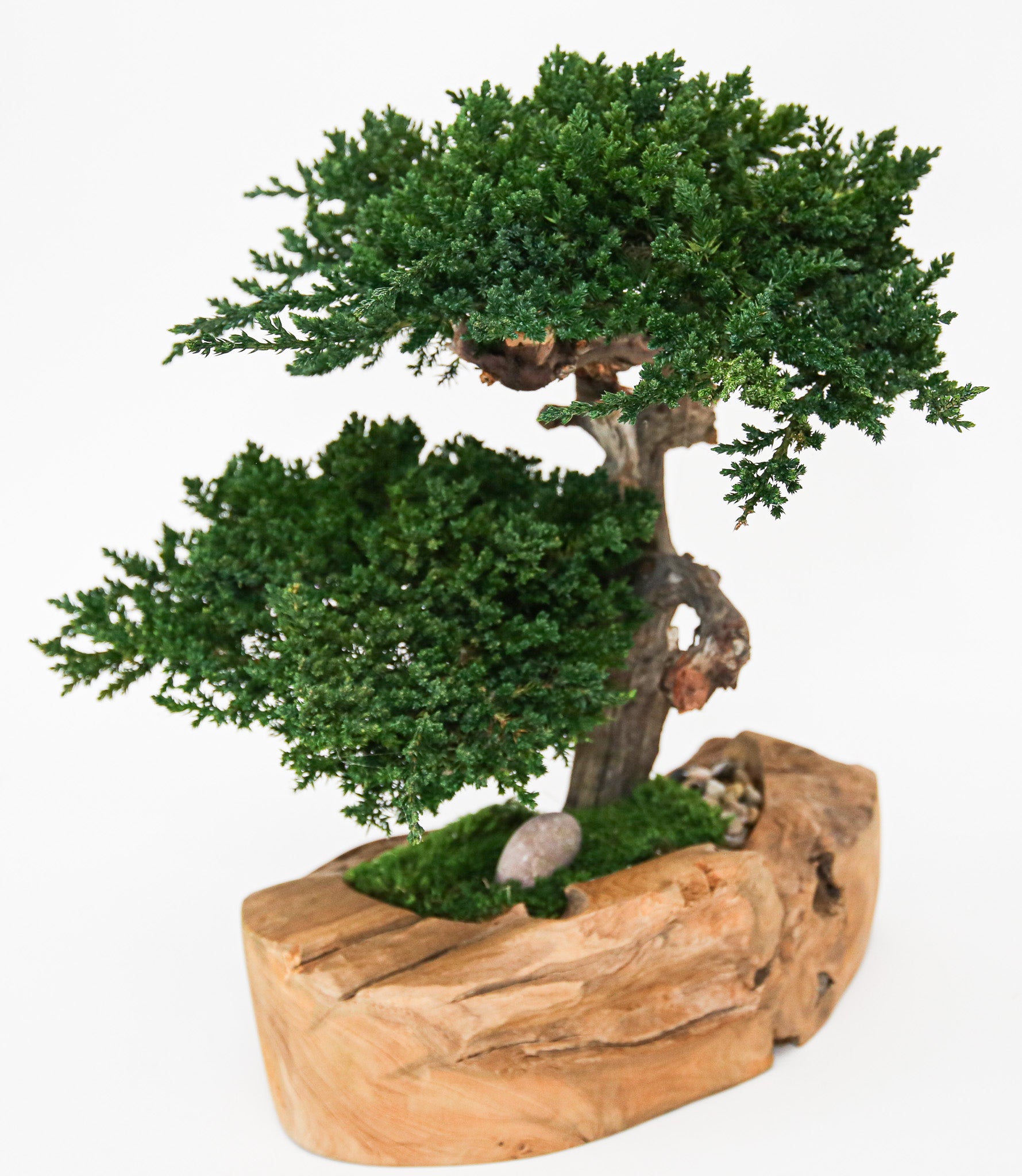 Double Preserved Juniper Bonsai in Live Edge Teak Bowl