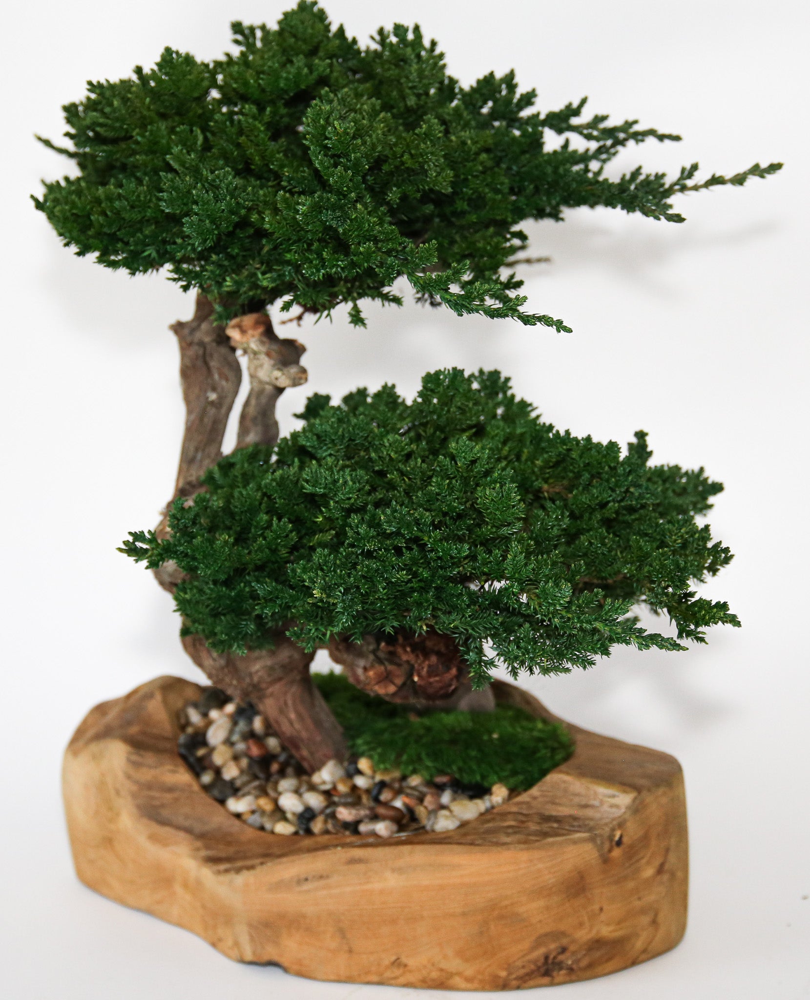 Double Preserved Juniper Bonsai in Live Edge Teak Bowl
