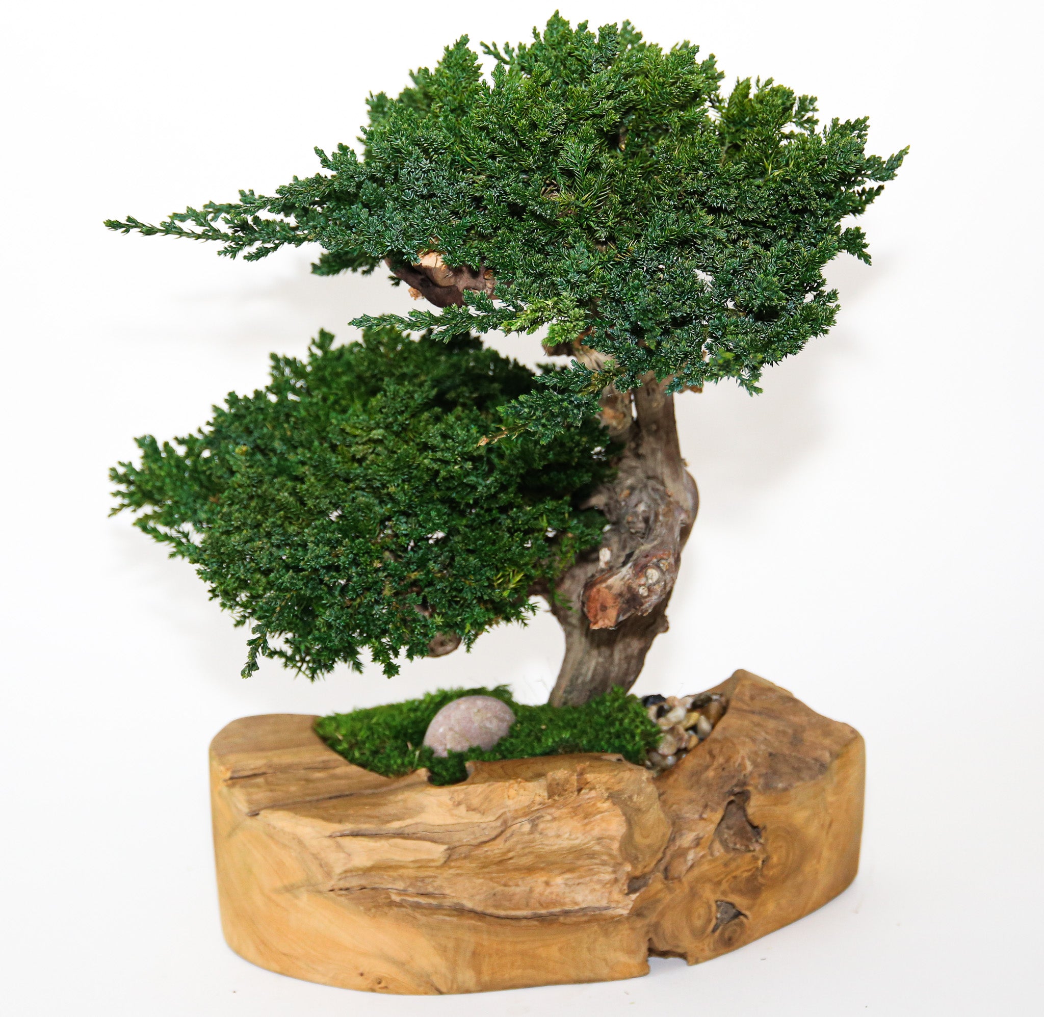 Double Preserved Juniper Bonsai in Live Edge Teak Bowl