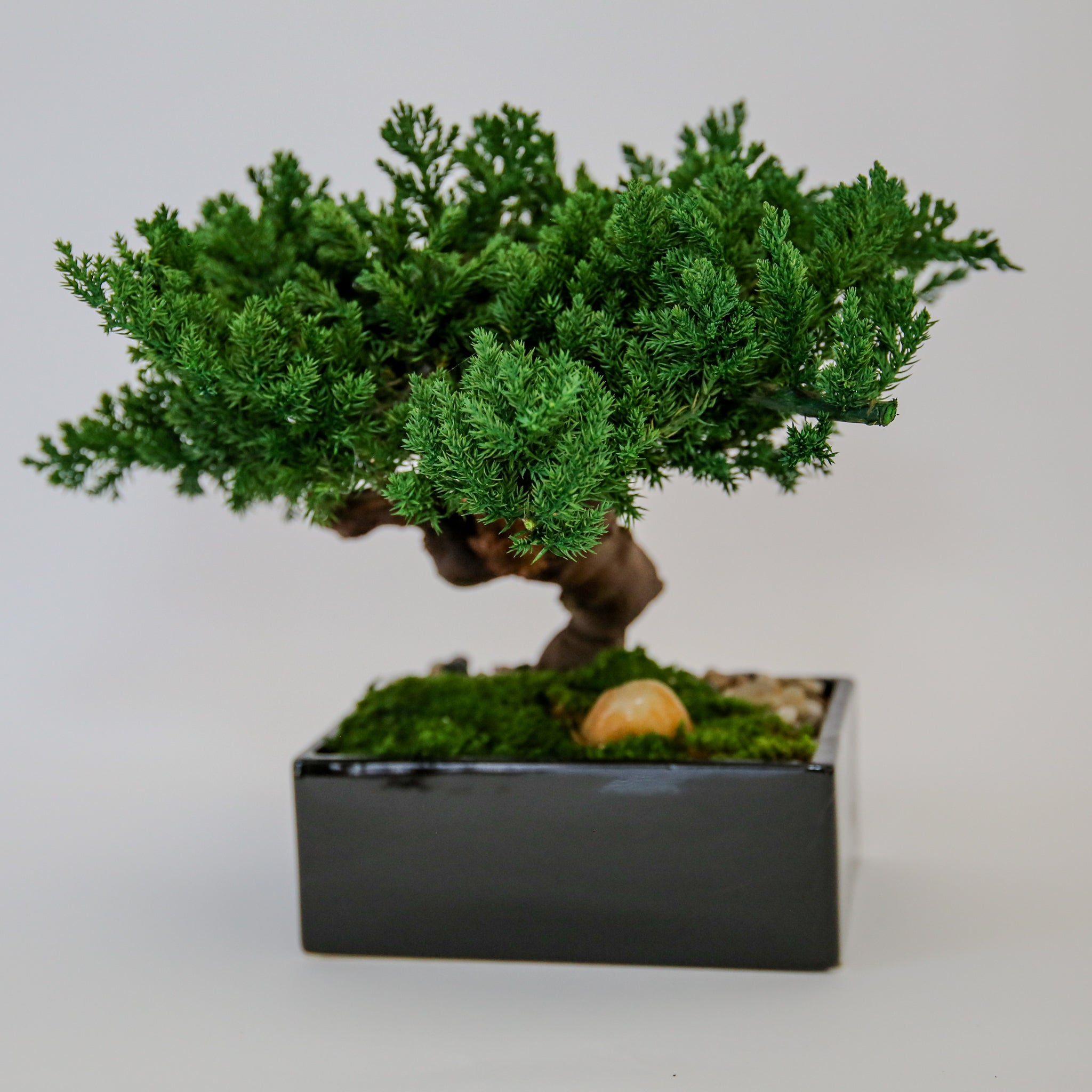 Preserved Monterey Bonsai - Single
