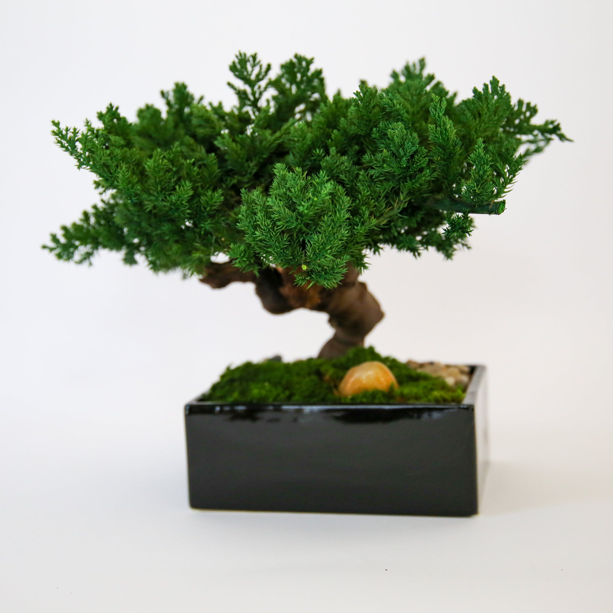 Preserved Monterey Bonsai - Single
