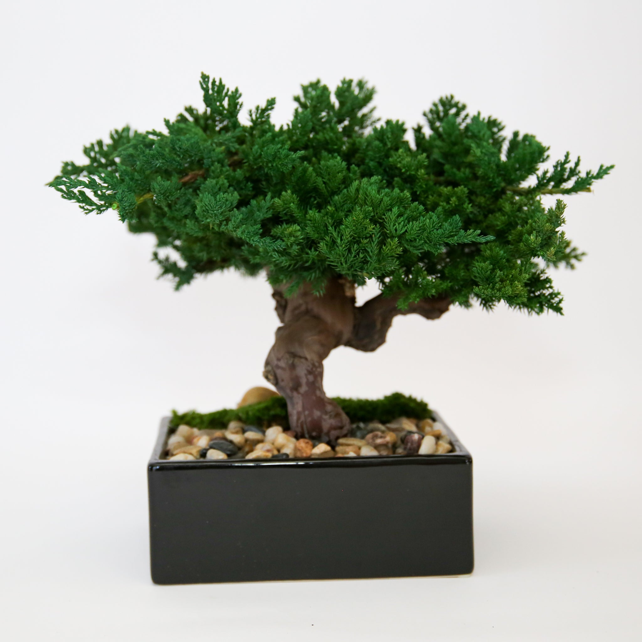 Preserved Monterey Bonsai - Single
