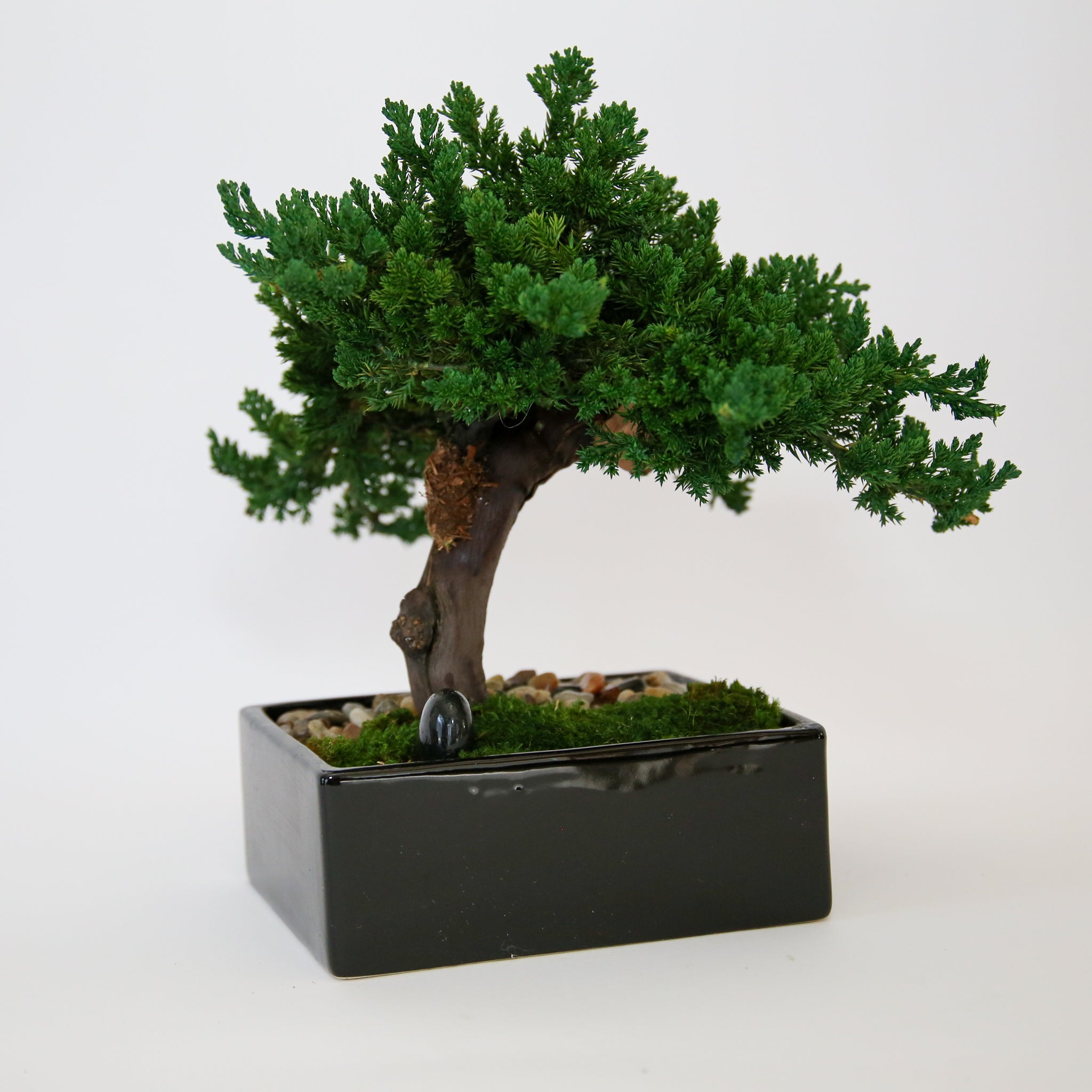 Preserved Monterey Bonsai - Single