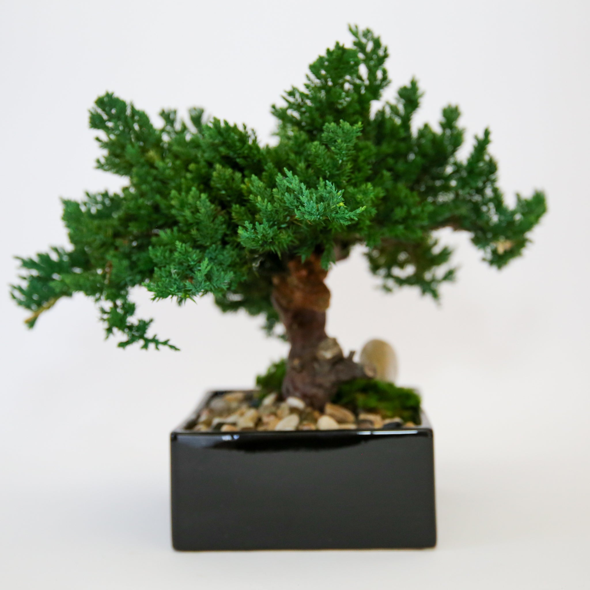 Preserved Monterey Bonsai - Single