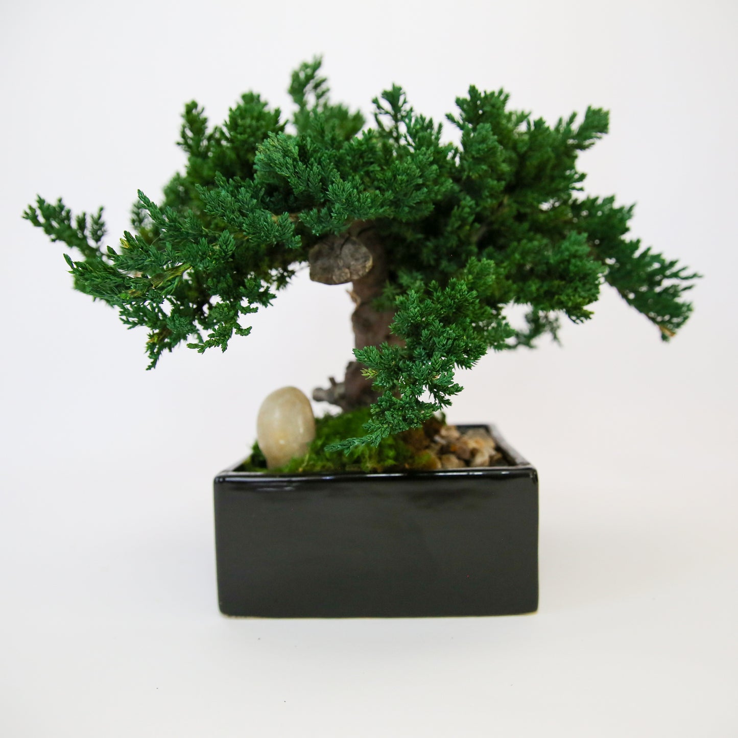 Preserved Monterey Bonsai - Single