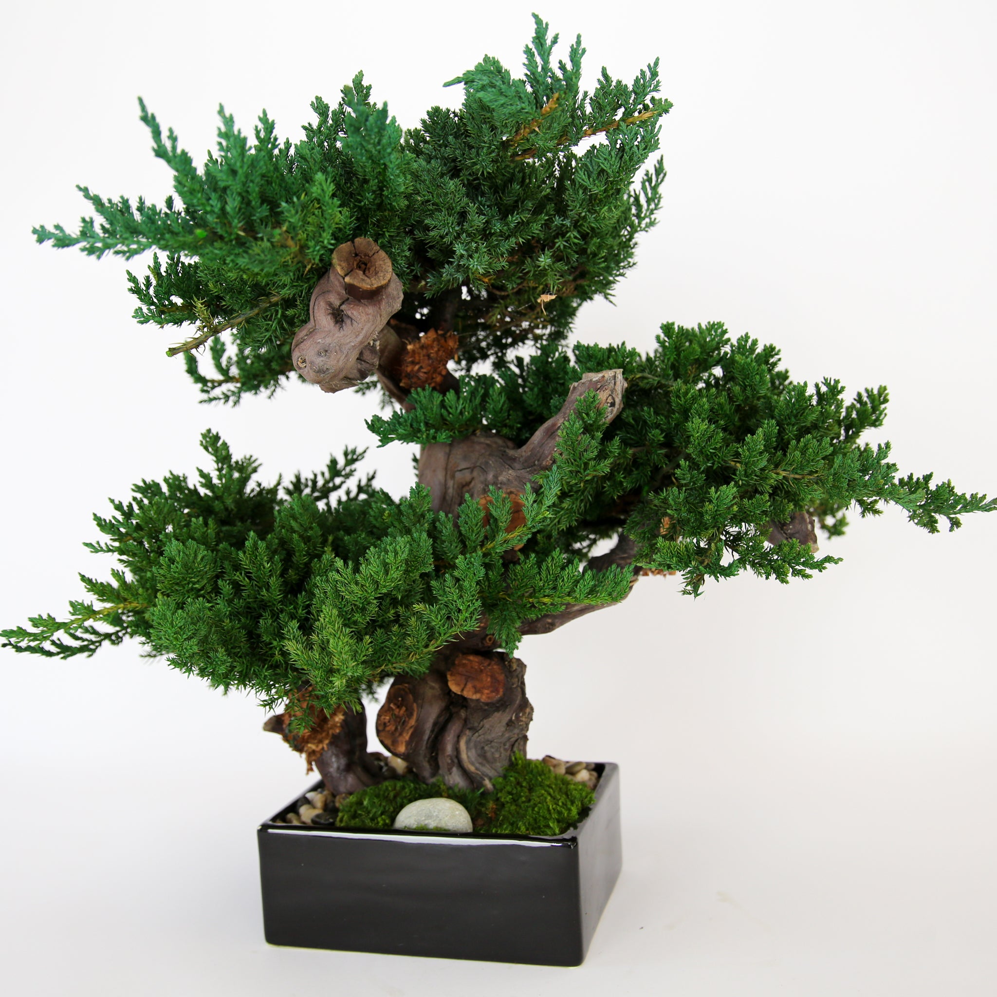 Preserved Triple Monterey Bonsai