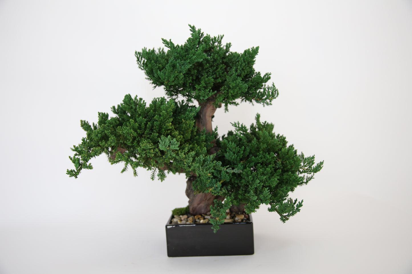 Preserved Triple Monterey Bonsai