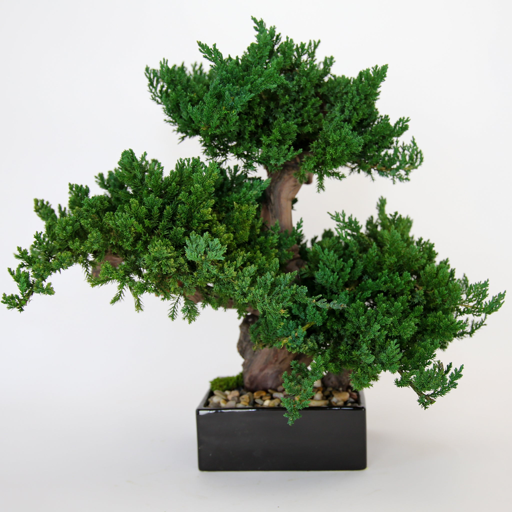 Preserved Triple Monterey Bonsai