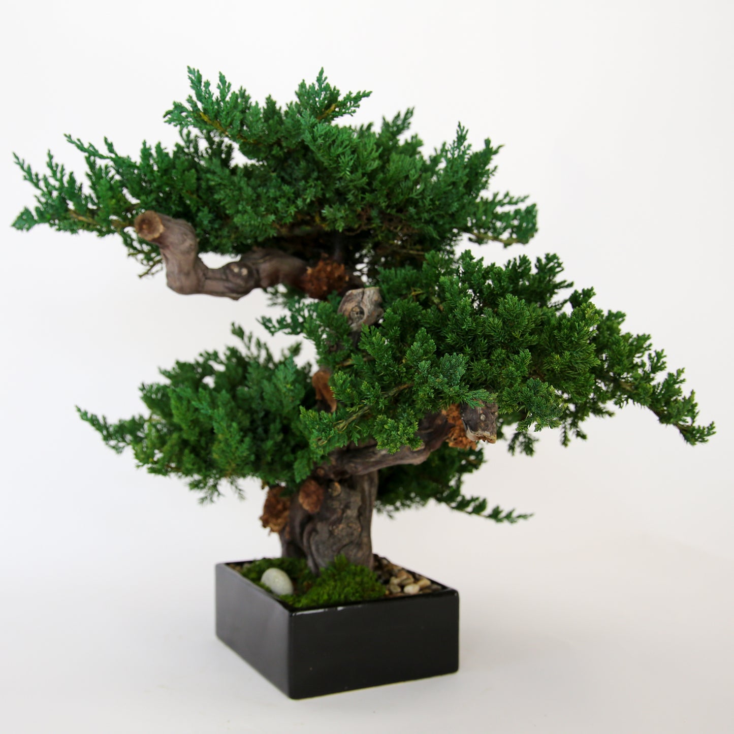 Preserved Triple Monterey Bonsai