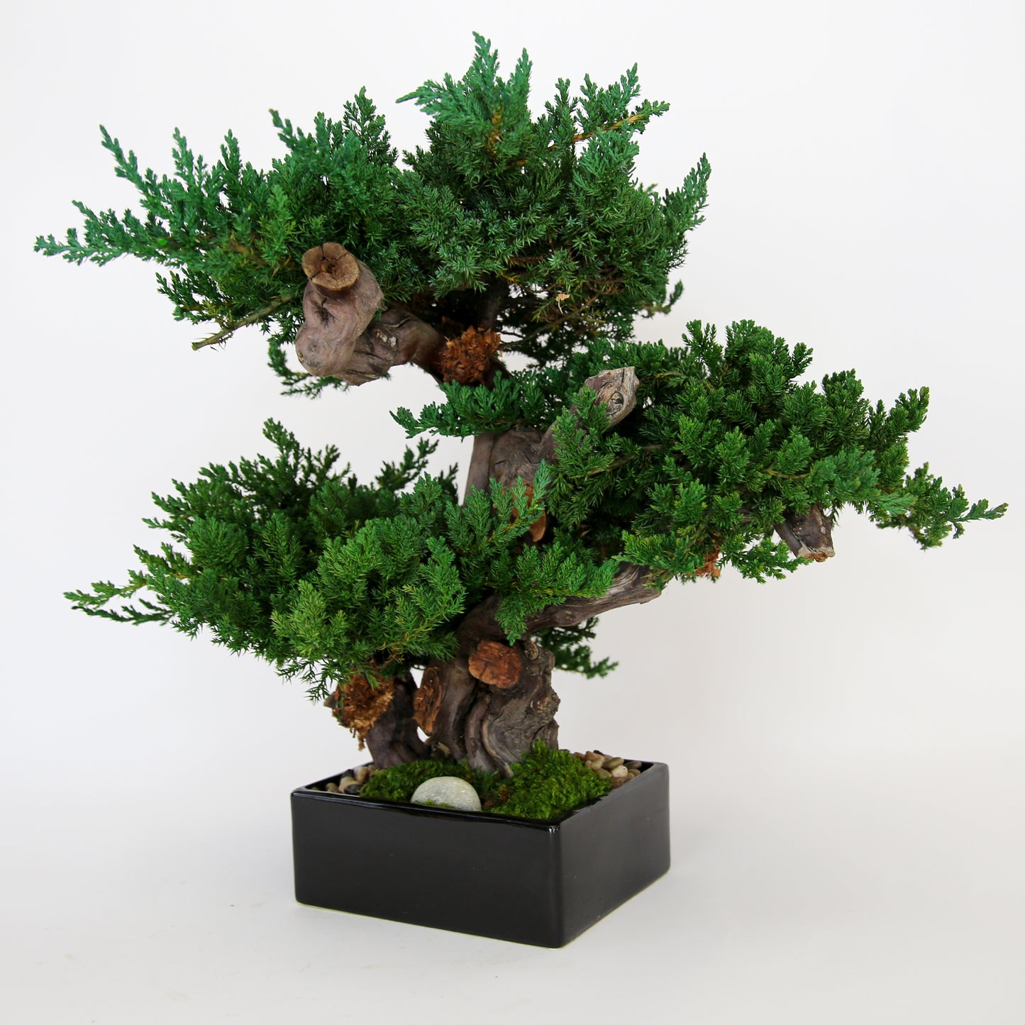 Preserved Triple Monterey Bonsai