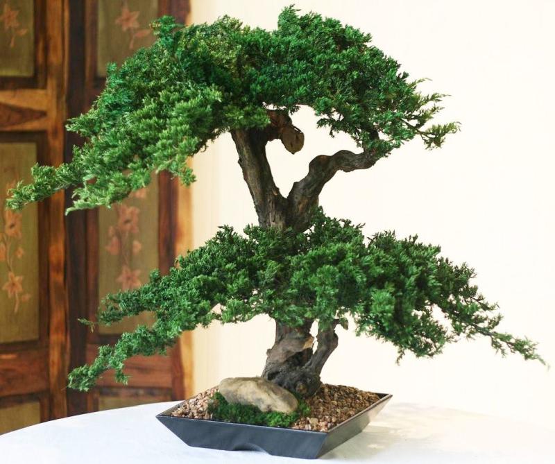 Preserved Monterey Bonsai - Double Double