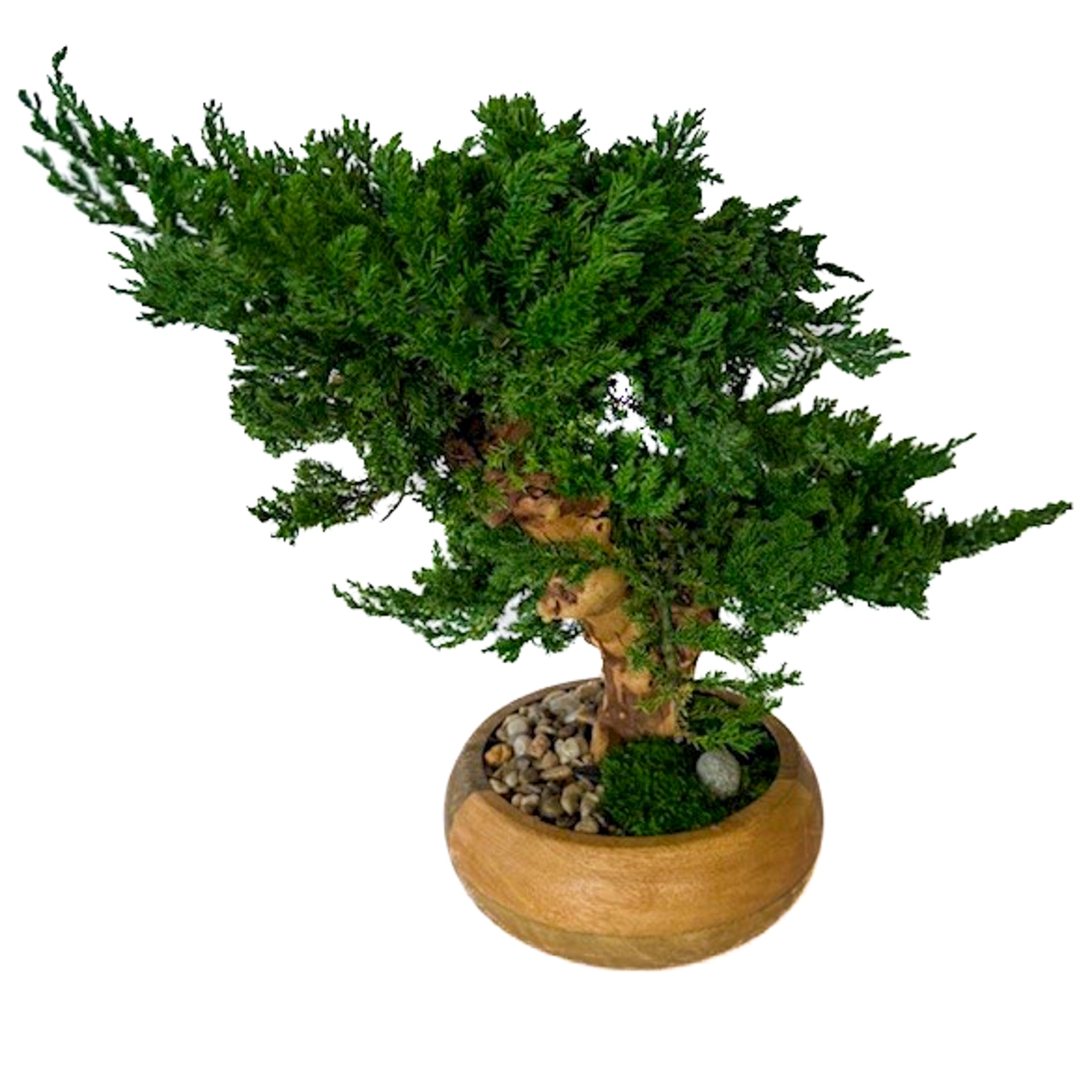 Double Monterey Preserved Bonsai