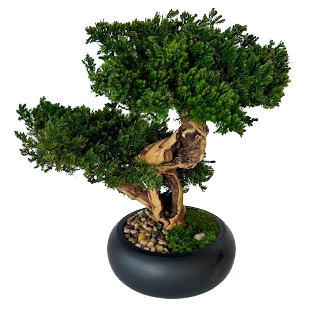 Double Monterey Preserved Bonsai