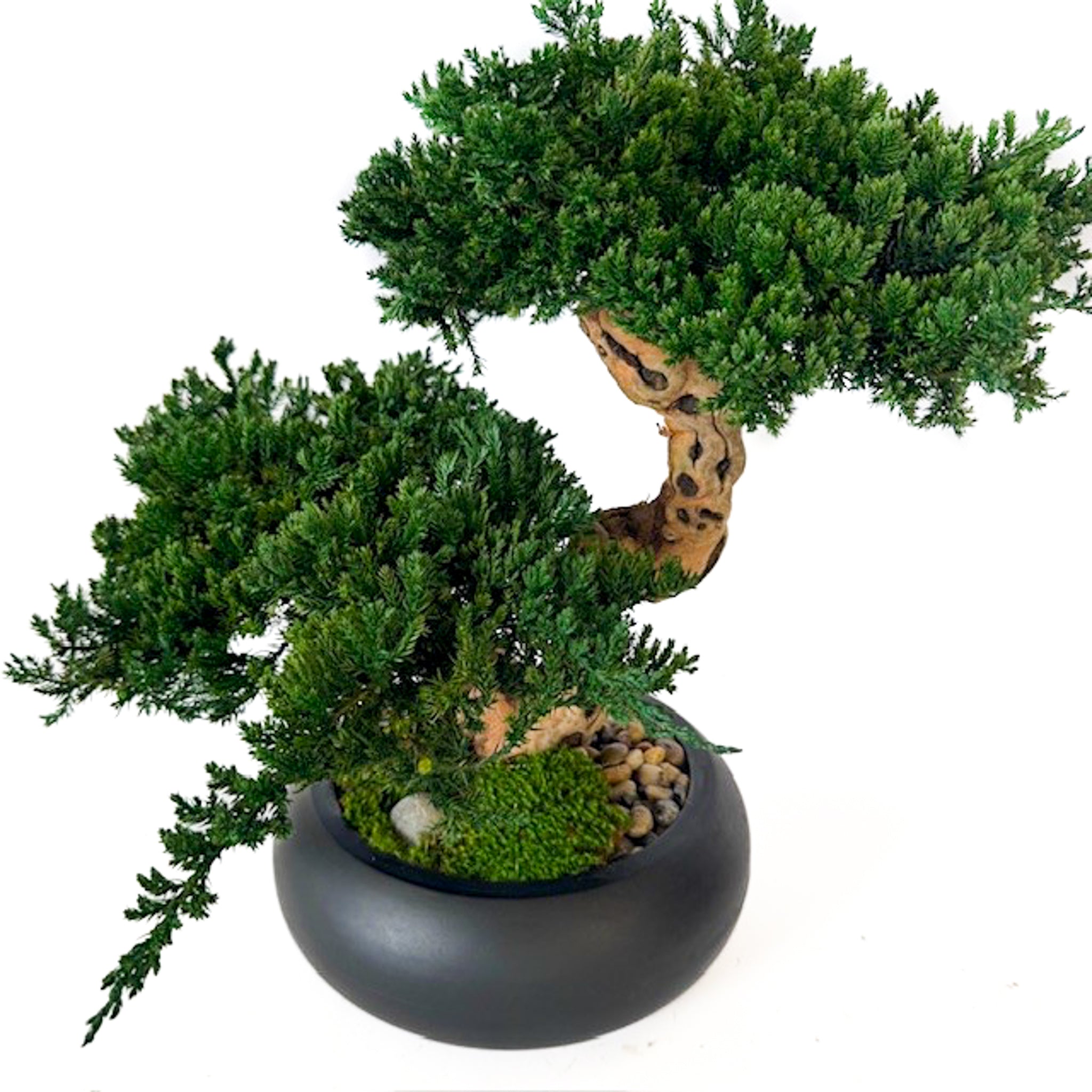 Double Monterey Preserved Bonsai