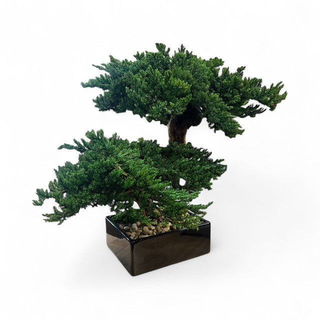 Preserved Monterey Bonsai - Double