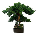 Preserved Monterey Bonsai - Double