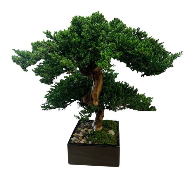 Preserved Monterey Bonsai - Double