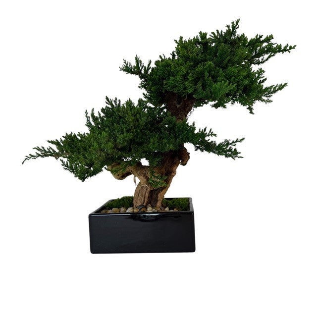 Preserved Monterey Bonsai - Double