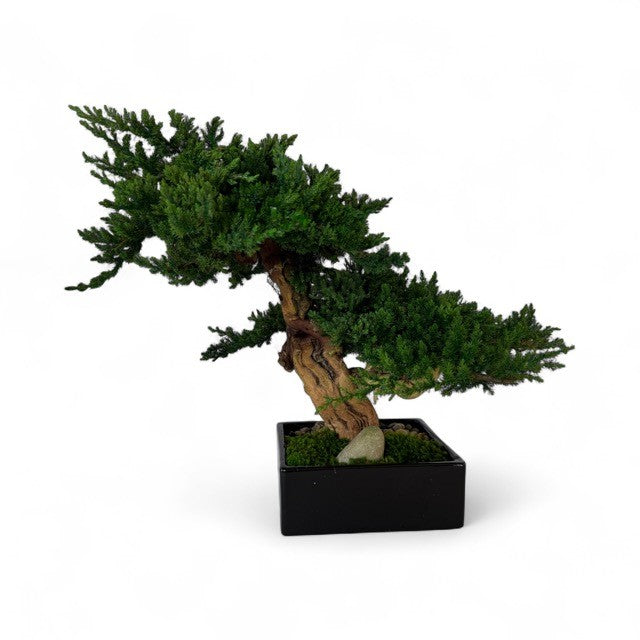 Preserved Monterey Bonsai - Double