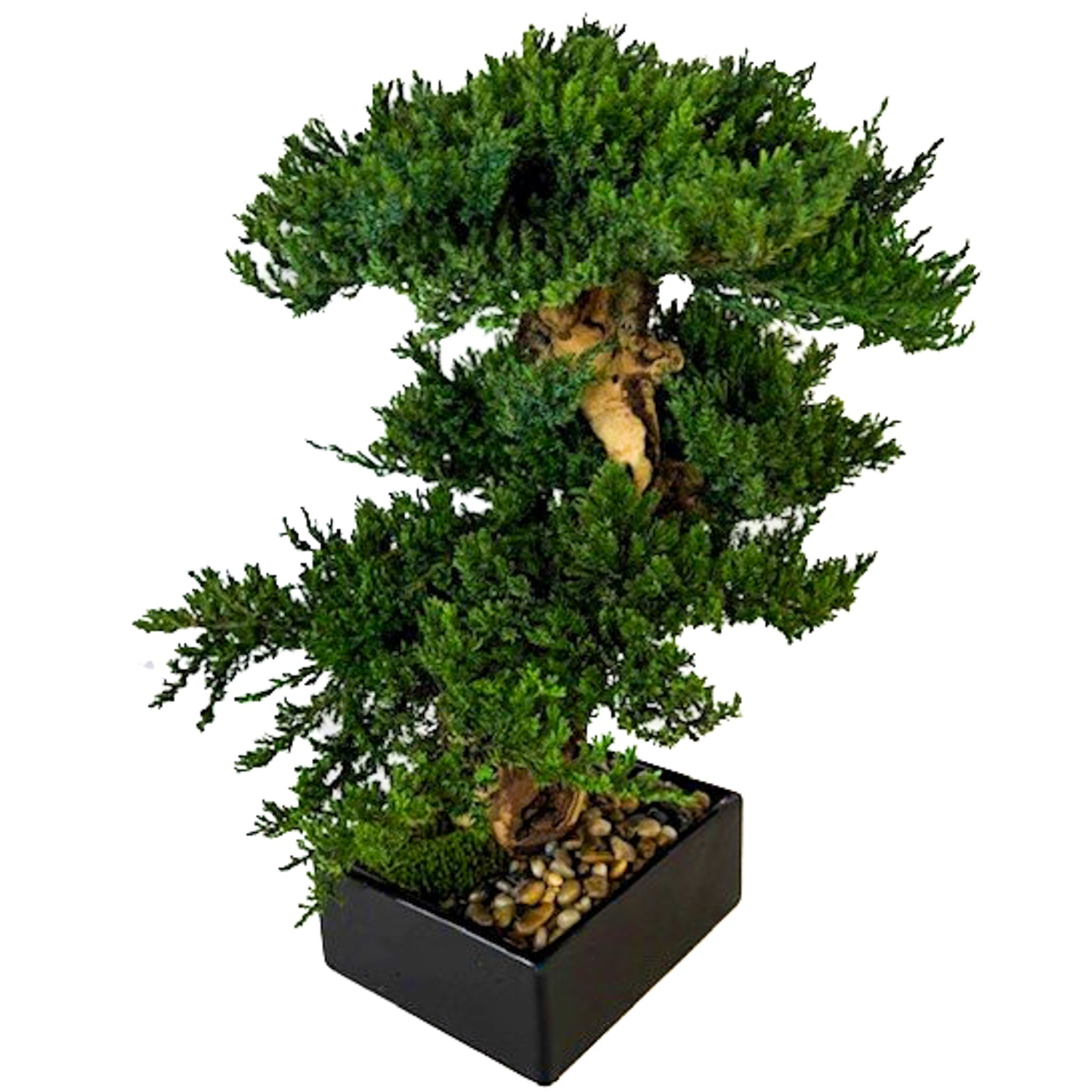 Preserved Triple Monterey Bonsai