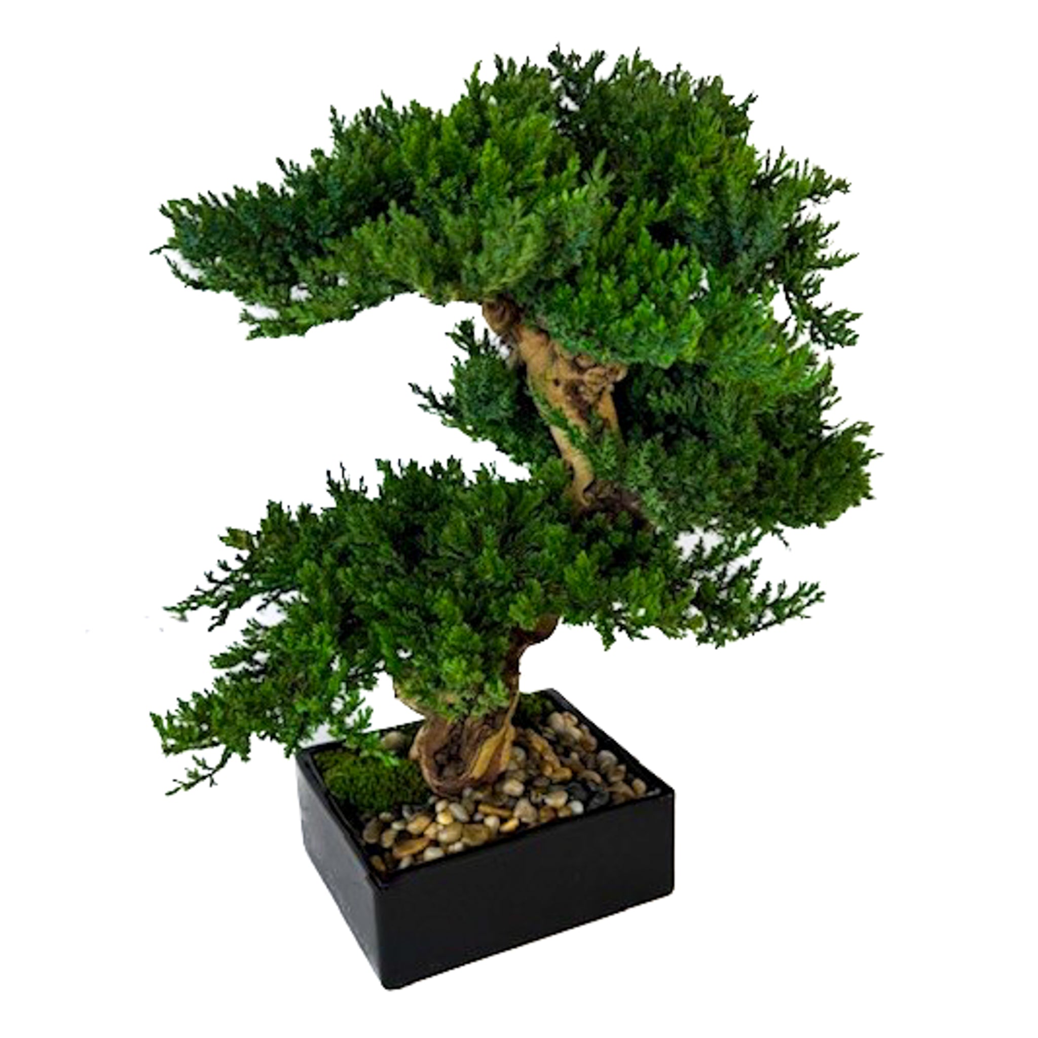 Preserved Triple Monterey Bonsai