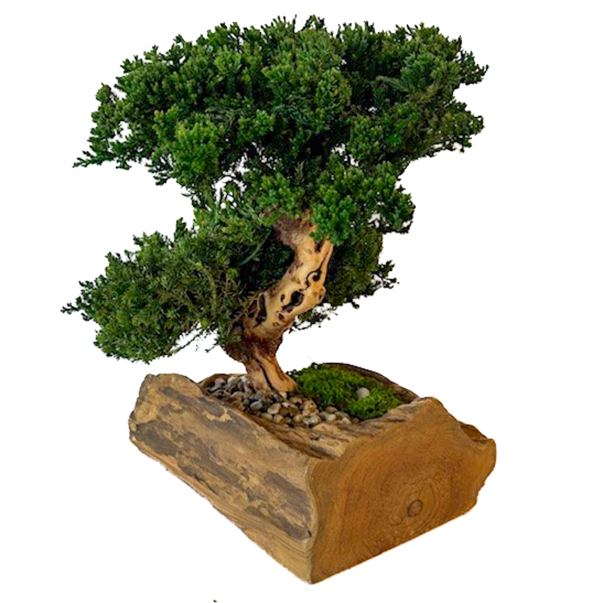 Double Preserved Juniper Bonsai in Live Edge Teak Bowl