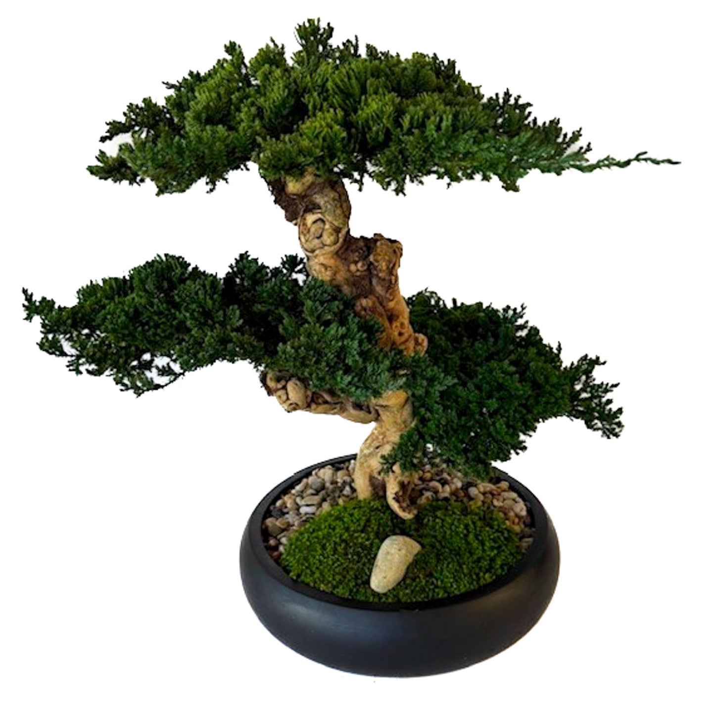 Preserved Triple Bonsai Tree in 13" Mango Wood Bowl