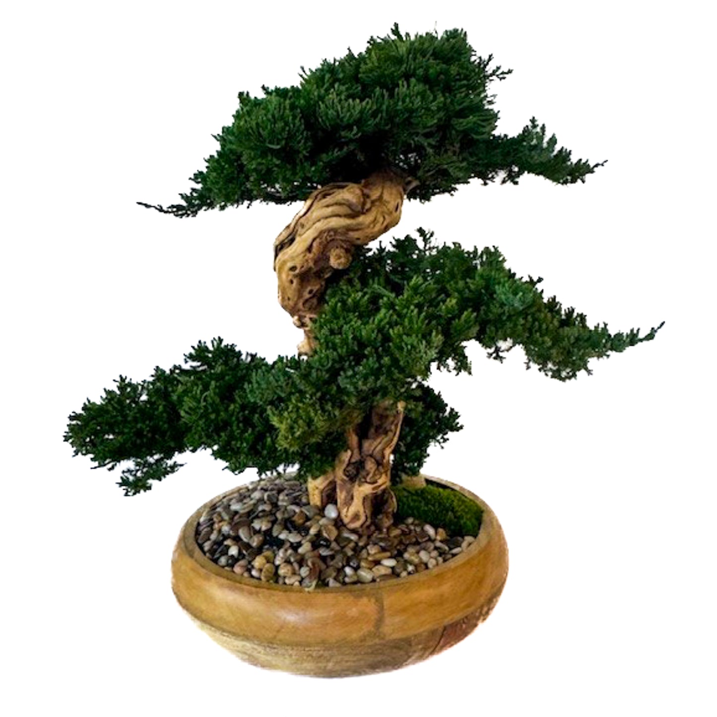 Preserved Triple Bonsai Tree in 13" Mango Wood Bowl